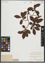 Foto von Salix appendiculata Vill.